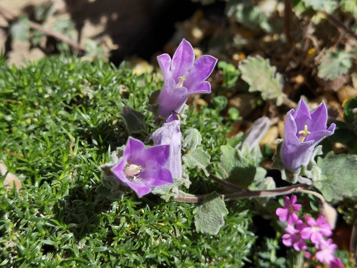 Campanula topaliana 9